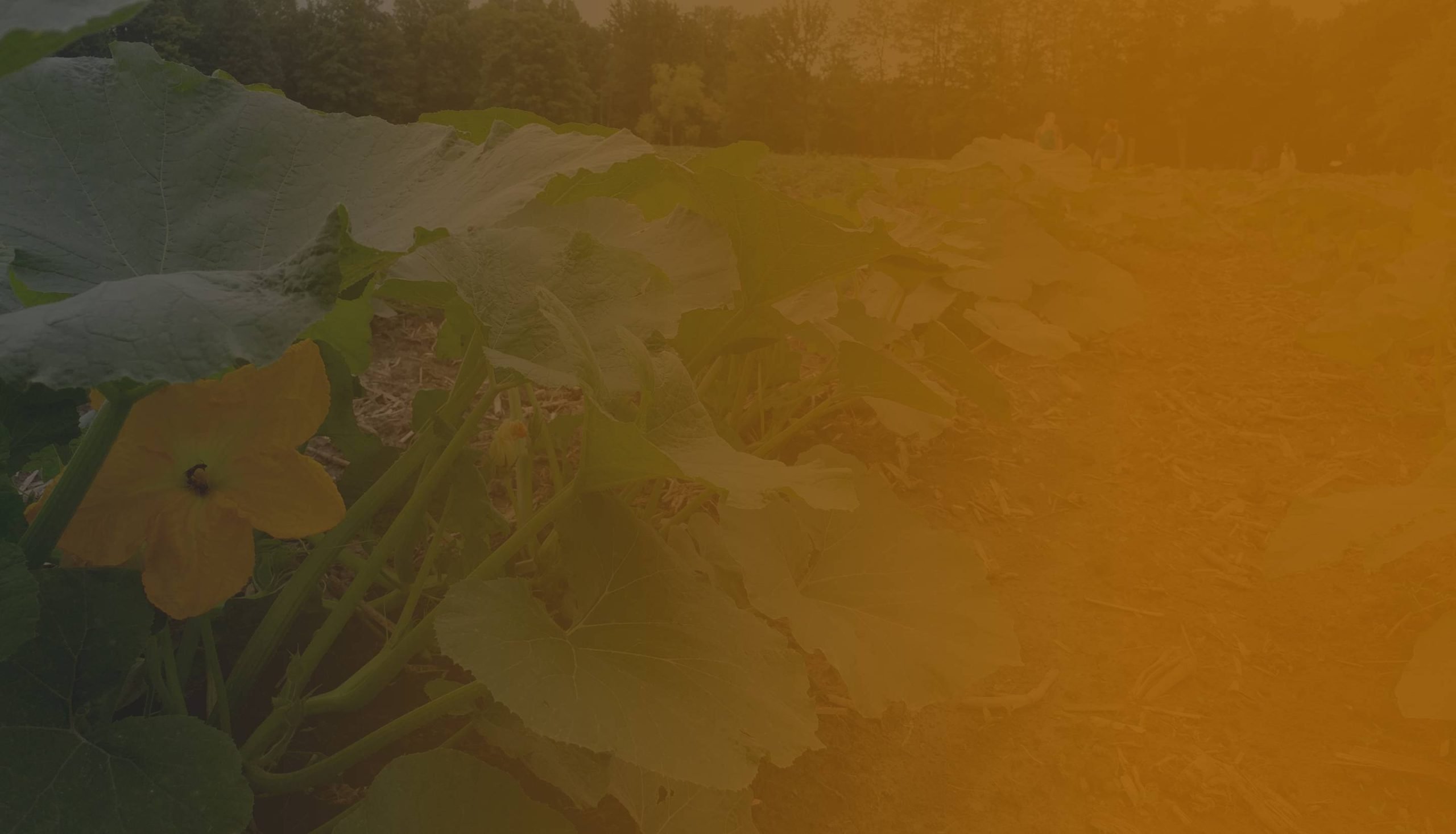 Squash Field with orange gradient